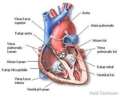 Jantung sebagai organ utama sirkulasi koroner